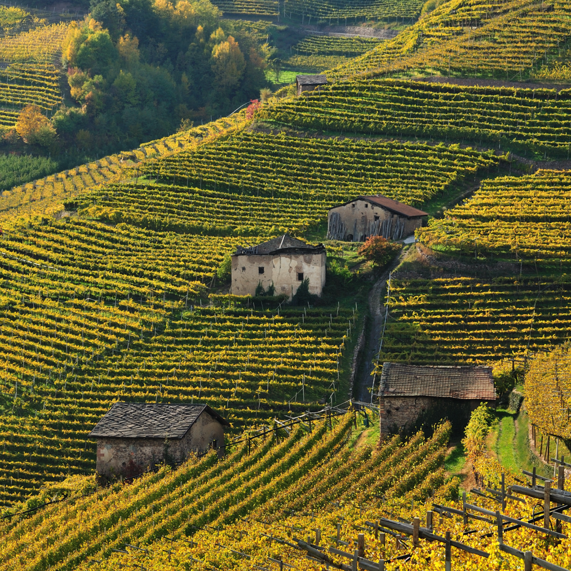 Kessler Philosophie: Weinberge und traditionelle Rebsorten als Grundlage für hochwertigen Premium Sekt