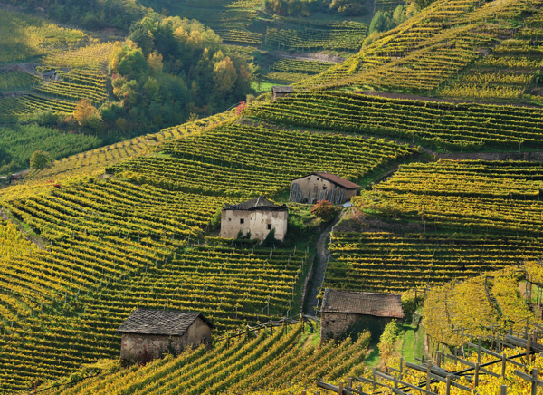 Weinberge am Hang im Sonnenschein mit alter Hütte